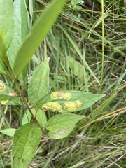Parallelodiplosis subtruncata