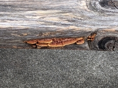 Gloeophyllum sepiarium