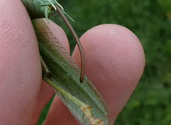 Gordiidae