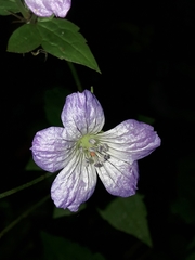 Geranium nodosum