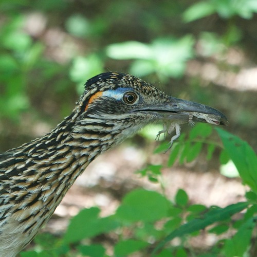 Baja California Brush Lizard, Urosaurus nigricauda