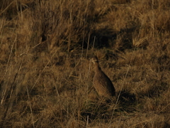 Nothoprocta pentlandii