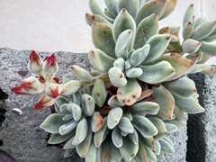 Echeveria pulvinata