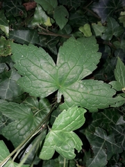 Geranium nodosum