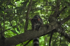 Bassariscus sumichrasti
