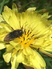 Acmaeodera ornatoides