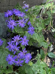Pericallis