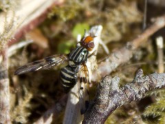 Otites porcus