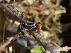 Otites porcus