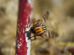 Otites porcus