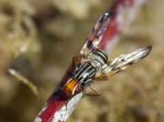Otites porcus
