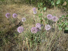 Allium nutans