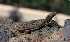 Gallotia galloti galloti