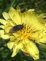 Acmaeodera ornatoides