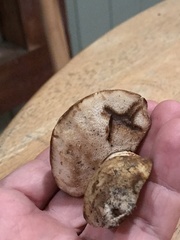 Tylopilus rhodoconius