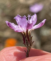 Stephanomeria elata