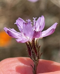 Stephanomeria elata