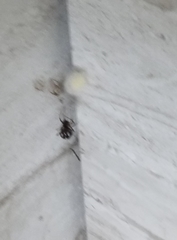 Latrodectus variolus