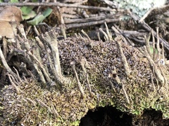 Cladonia rei