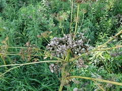 Tordylieae
