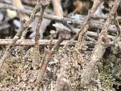 Cladonia rei