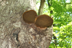 Phellinus everhartii
