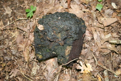 Phellinus everhartii