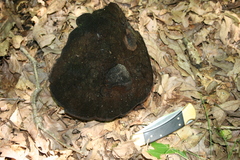 Phellinus everhartii