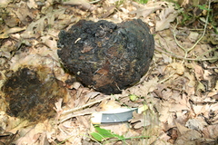 Phellinus everhartii