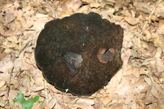 Phellinus everhartii