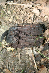 Phellinus everhartii