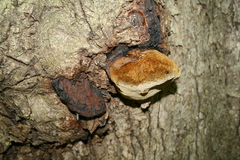 Phellinus everhartii