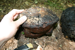Phellinus everhartii