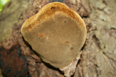 Phellinus everhartii
