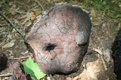 Phellinus everhartii