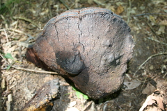 Phellinus everhartii