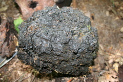 Phellinus everhartii