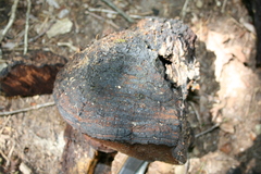 Phellinus everhartii
