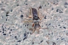 Pseudopachybrachius