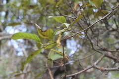Alnus jorullensis
