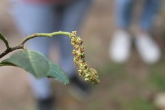 Alnus jorullensis
