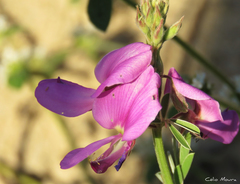 Tephrosia egregia