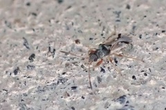 Pseudopachybrachius