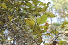 Alnus jorullensis