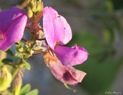 Tephrosia egregia