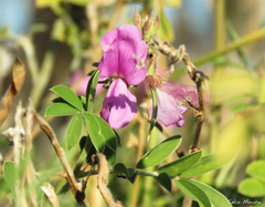 Tephrosia egregia