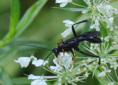 Exetastes fornicator nervulus