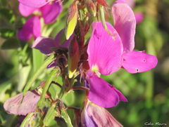 Tephrosia egregia