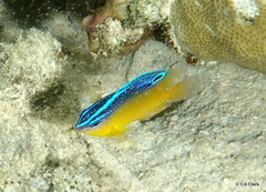 Pomacentrus grammorhynchus