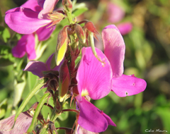 Tephrosia egregia